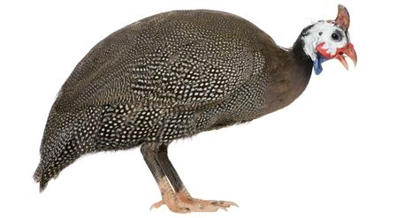 Guinea Fowl Bird Facts | AZ Animals