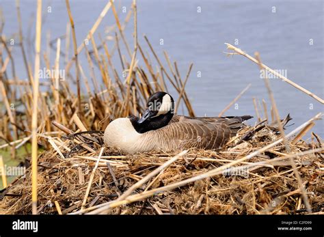 Female Canadian goose patiently nesting at a Northern Illinois, wetland Stock Photo - Alamy