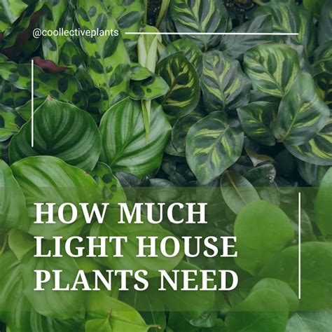 Indoor Plant Lighting: How Much Light House Plants Need – Coollective ...