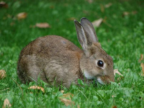 Conejo europeo (100 especies exóticas mas invasoras - Ecuador ...