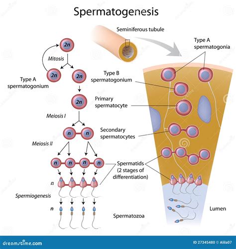 Spermatogenesis Stock Photo - Image: 27345480