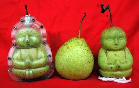 Buddha Shaped Pears from China