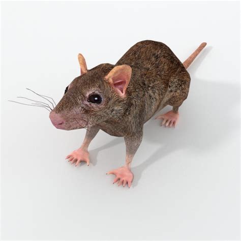 3D rat model - TurboSquid 1362881