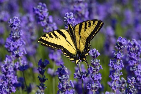 ‘Very active’ yellow butterfly boom in Washington state | WSU Insider | Washington State University