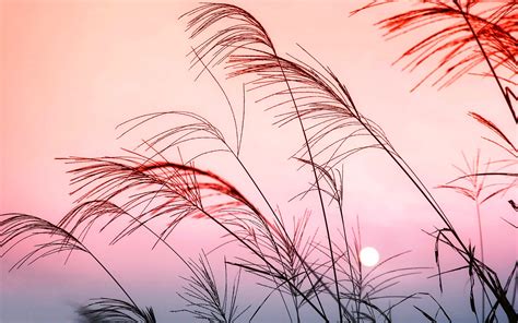 Download Pastel Nature Grass HD Wallpaper