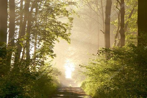 Spring forest at sunrise — Stock Photo © nature78 #2841744