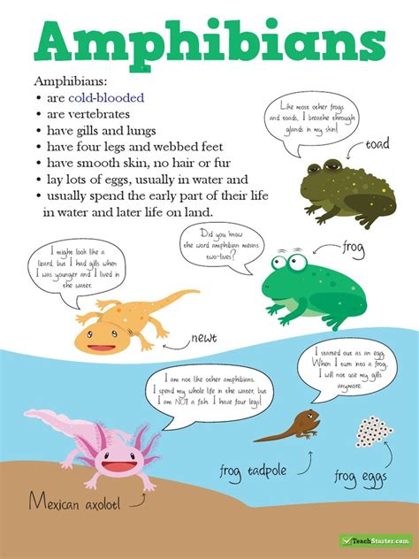 classification posters | Amphibian | Nature