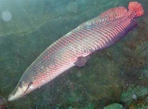 Pirarucu ( Arapaima ) ~ Vian Tmocy Diary's