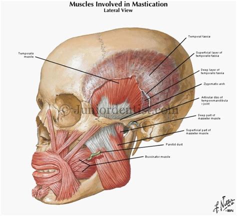 Muscles Of Mastication