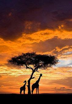 a picture couldnt get more perfect | Elephant silhouette, African sunset, Elephant art