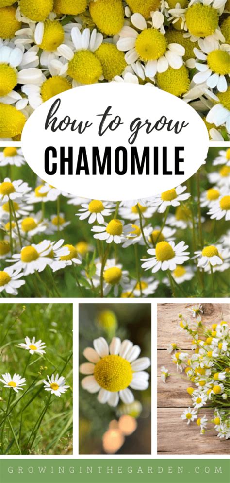 How to grow chamomile 5 tips for growing chamomile – Artofit