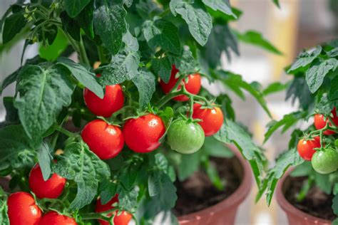 Common Mistakes Growing Tomatoes in Containers