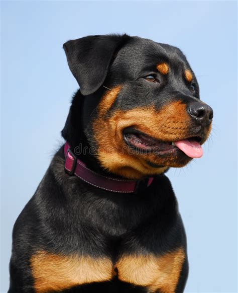 Mastiff Rottweiler Mix Drinking from a Birdbath Stock Image - Image of ...