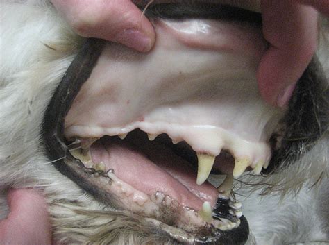 Pale Gums in Dogs and Lethargic: Causes and Treatment of White Gums in Dogs | Dogs, Cats, Pets