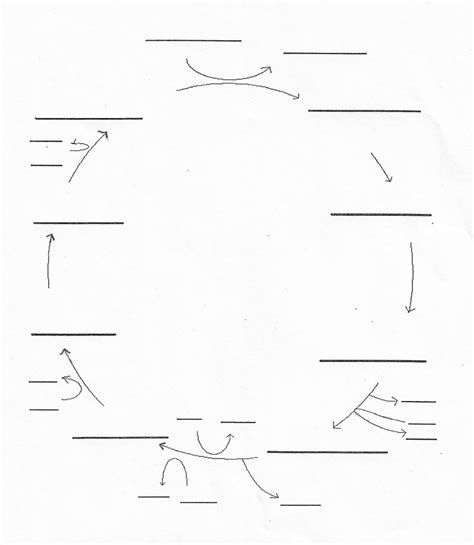 krebs cycle Diagram | Quizlet