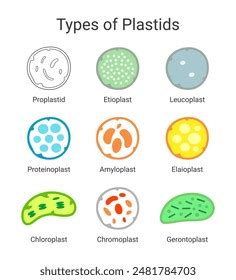 Types Plastids Plant Cells Stock Vector (Royalty Free) 2481784703 | Shutterstock