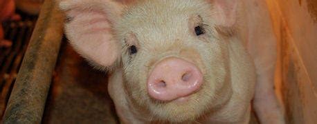 #RealPigFarming: A Social Media Movement for Modern Hog Farms