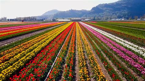 Abbotsford Tulip Festival 2023 now open - styledrama