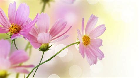 Pink Daisy Wallpapers - Wallpaper Cave