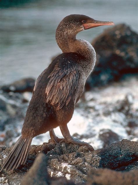 Flightless cormorant - Phalacrocorax harrisi, Galapagos Pictures and ...