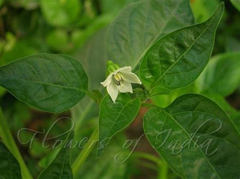 Capsicum annuum - Chilli