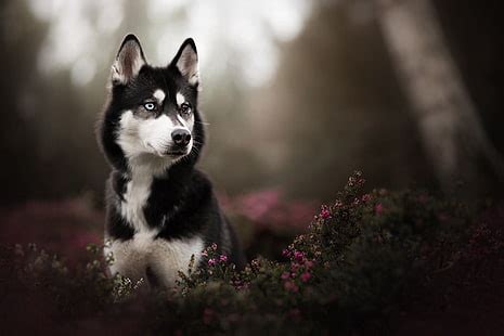 1920x1080px | free download | HD wallpaper: black and white Siberian ...