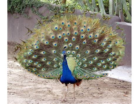 Wildlife in India - one of the 17 megadiverse countries on Planet Earth