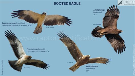 Booted Eagle – Raptor Identification – The complete raptors guide