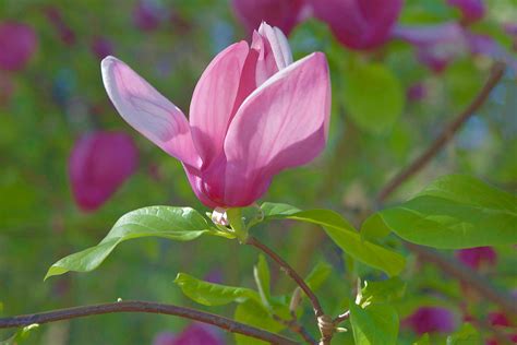 Pink Magnolia Blossom Photograph by Ram Vasudev