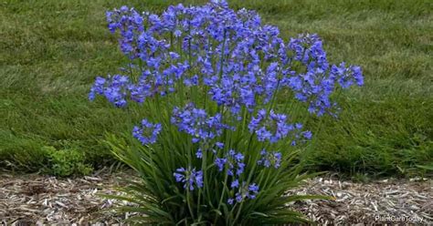 Dwarf Agapanthus Care: How To Grow Dwarf Lily Of The Nile