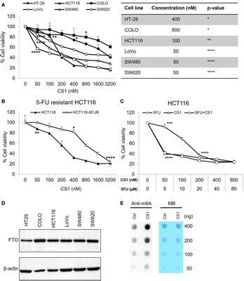 Frontiers | Targeting fat mass and obesity-associated protein mitigates human colorectal cancer ...