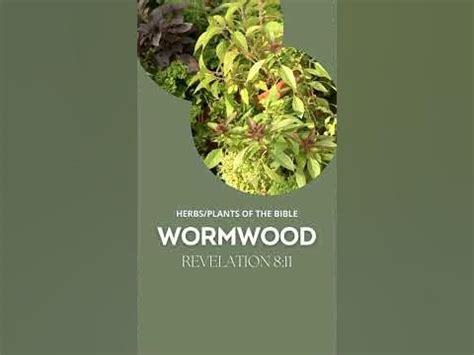 💦Cool Down Fever With This Healing Herb & Plant of the Bible - Wormwood ...