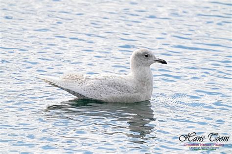 Canadian Nature Visions | Iceland Gull