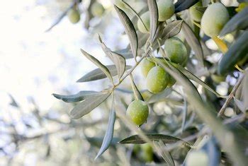 How to Plant & Care for Sweet Olive Trees | Home Guides | SF Gate