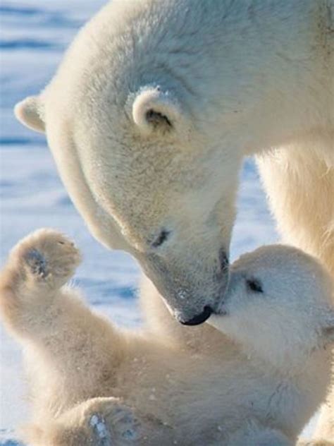 Mommy kisses are the best... | Animals, Cute animals, Cute animal pictures