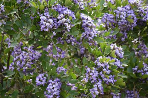 Texas Mountain Laurel Info – Learn About Growing Texas Mountain Laurels