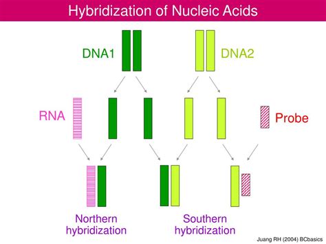 PPT - Hybridization of Nucleic Acids PowerPoint Presentation, free download - ID:1252790