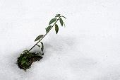 Image libre: flocon de neige, macro, détail, neige, arbre, nature, hiver, givre, flore, fleur ...