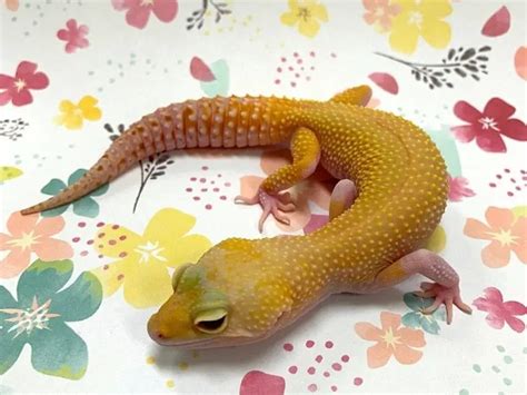 12 Great Female Leopard Gecko Names [With Meanings] | Being Reptiles