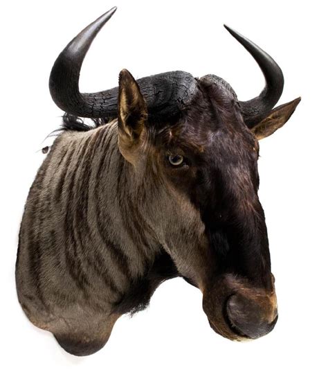 BLUE WILDEBEEST ANTELOPE TAXIDERMY MOUNT - Feb 18, 2017 | Austin Auction Gallery in TX | Blue ...