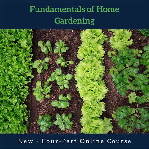 New Online Courses: Fundamentals of Home Gardening | Master Gardener Program