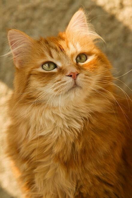 Fluffy Orange Tabby Cat