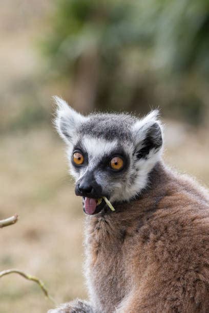 Funny Lemur Face Stock Photos, Pictures & Royalty-Free Images - iStock