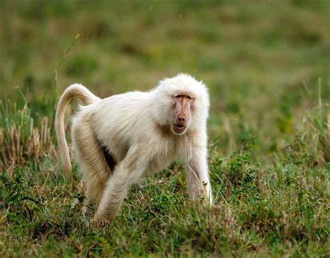 Rare white baboon spotted in Tanzania | Albino animals in pictures | Pictures | Pics | Express.co.uk