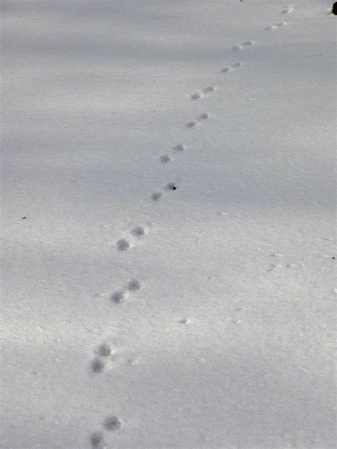 fox tracks in snow #RogersWinterWhites | Fox tracks in snow, Winter white, Snow