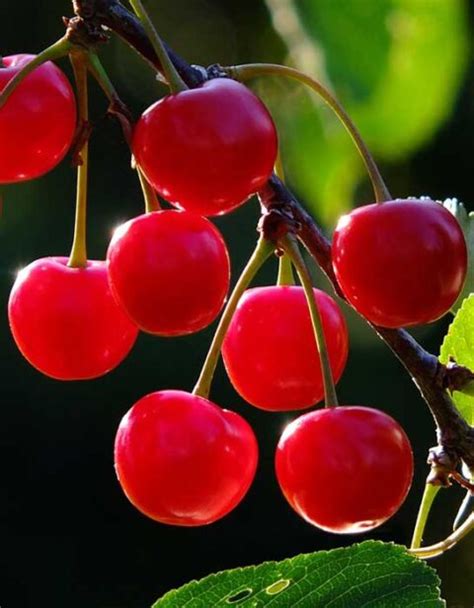 North Star Tart Cherry - Country Bumpkin Plant Nursery