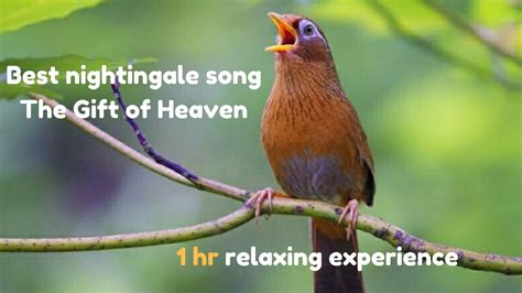 Best nightingale song - The Gift of Heaven - Full HD - Nature Video ...