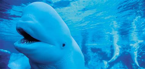 Beluga Whale Sanctuary For Rescued Beluga Whales And Dolphins