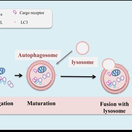 Schematic view of autophagosome formation and maturation in mammals ...