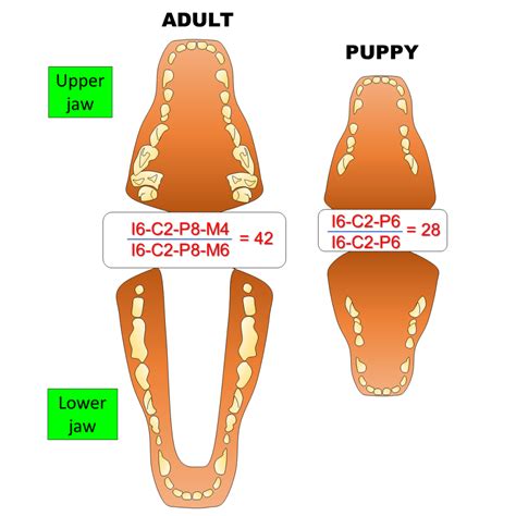 How Many Teeth Does a Dog Have? Basic care - Animal Hackers